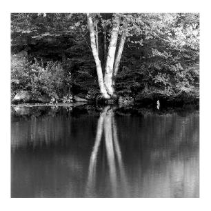 6 Birch Trees - Black and White photos of Maine