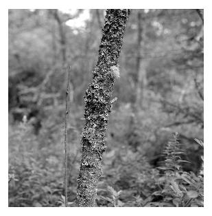 Tree with Lichen - near Rockland, Maine